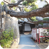 写真:神社。おみくじと大きな木が写っています